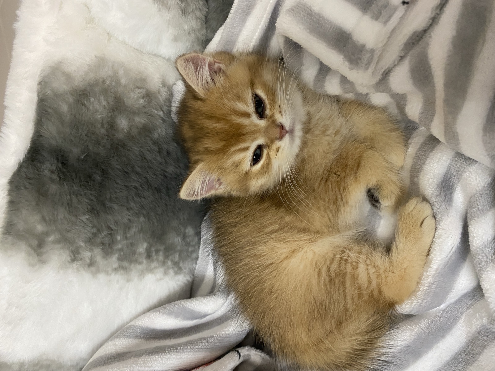 Churro as a tiny kitten curled on a blanket